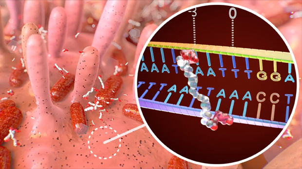 Illustration of colibactin binding to specific DNA sequence.