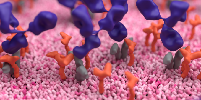 3D image of CD25 antibody