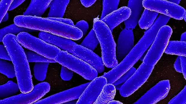 A photograph of gut bacteria.