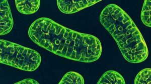 Image of mitochondria