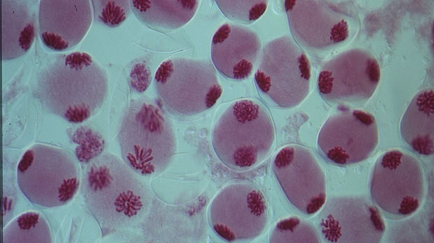 Cells dividing under the microscope