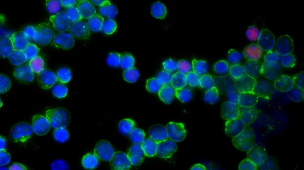 T-cells image