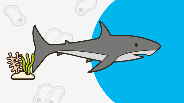 An illustration of a shark. 