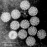 Electron microscopy image of HPV