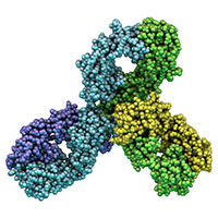 A 3D molecular model of pembrolizumab