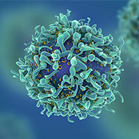 3D illustration of a T cell