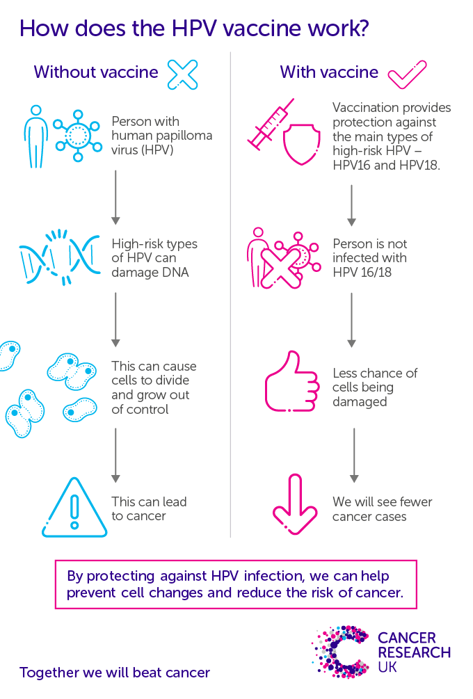 An infographic detailing how the HPV vaccine works