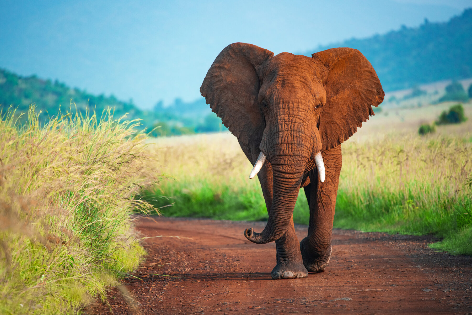 An African elephant walking along a dirt track