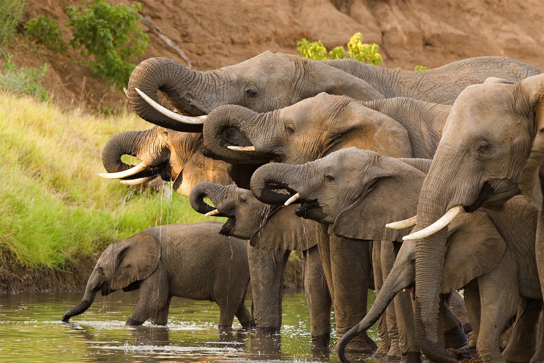 A herd of elephants drinking from a watering hole.