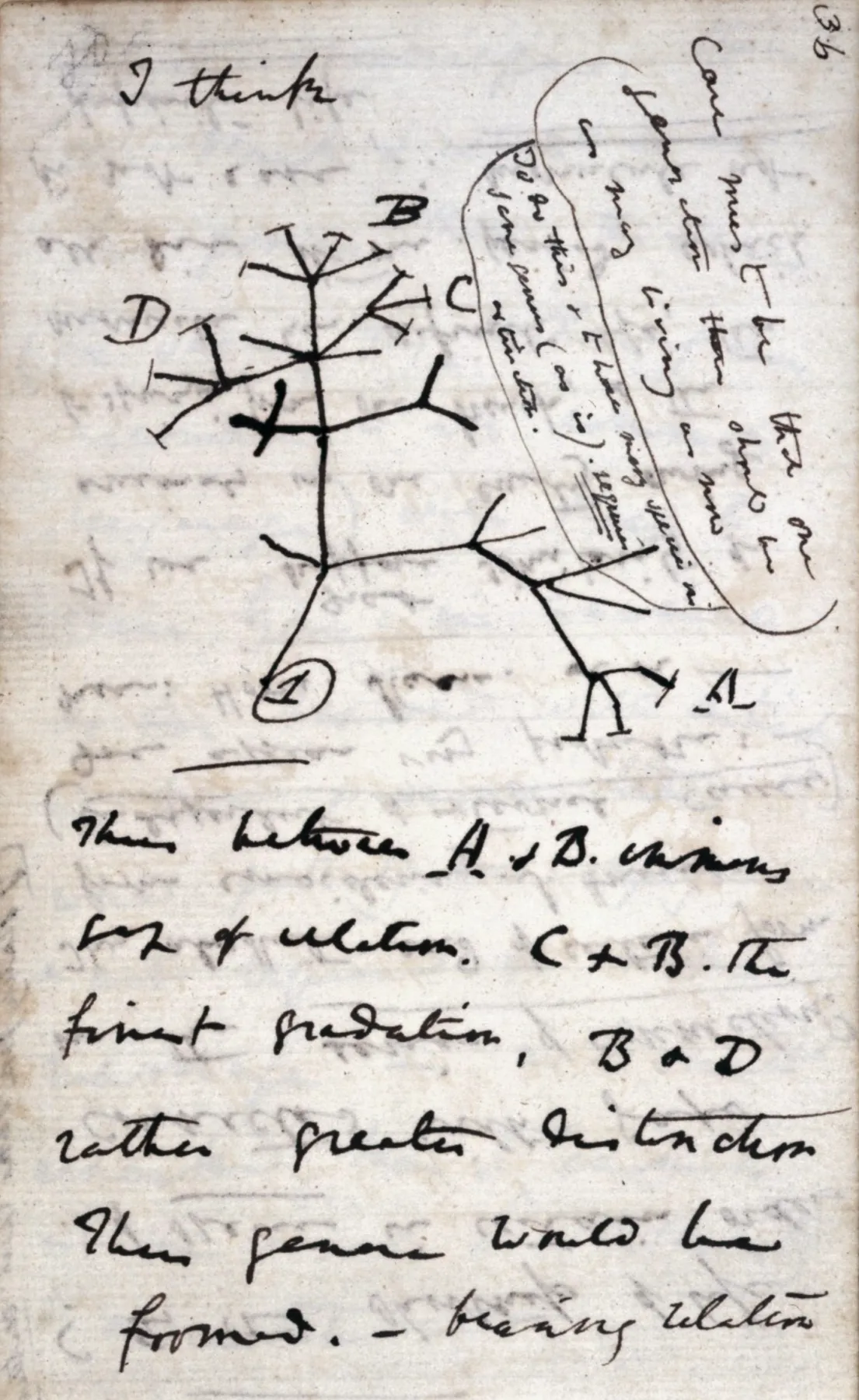 A page from Charles Darwin's notebooks showing his first sketch of an evolutionary tree.
