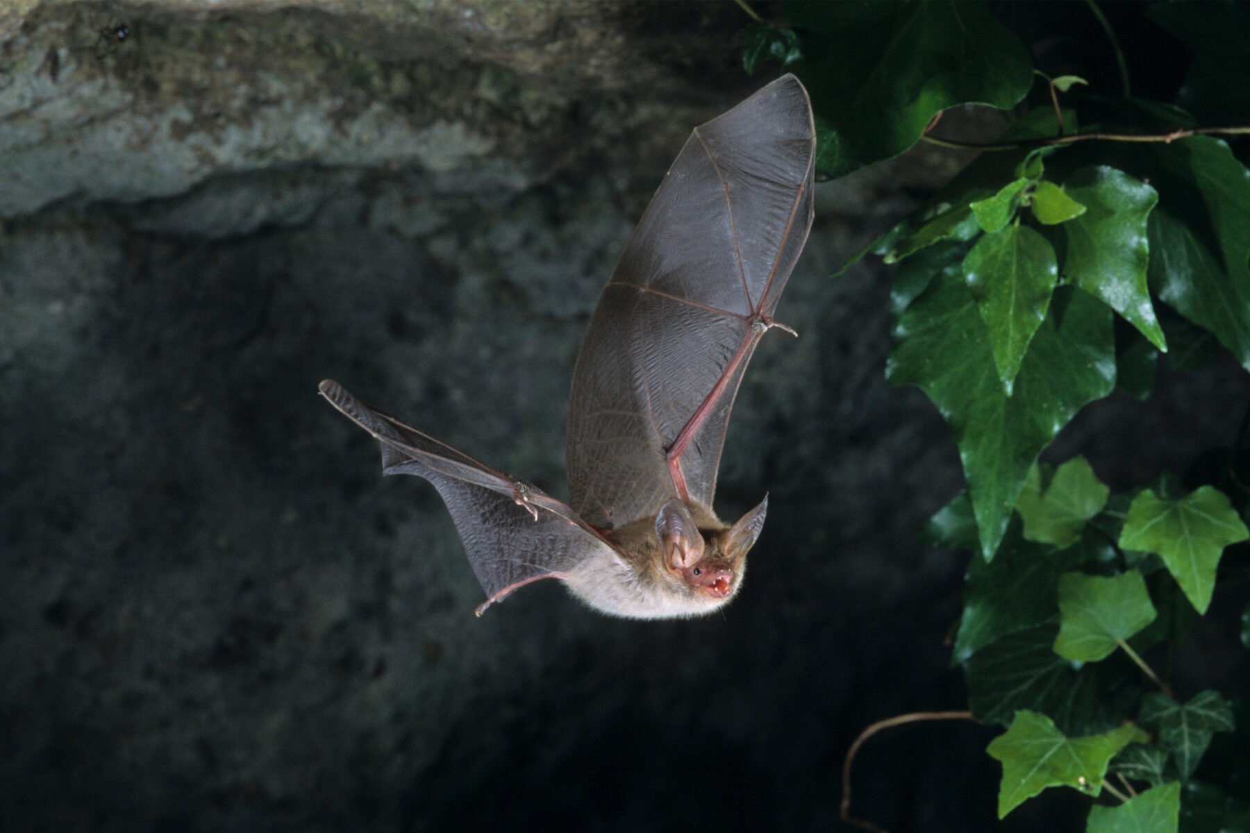 A mouse-eared bat flying out of a cave