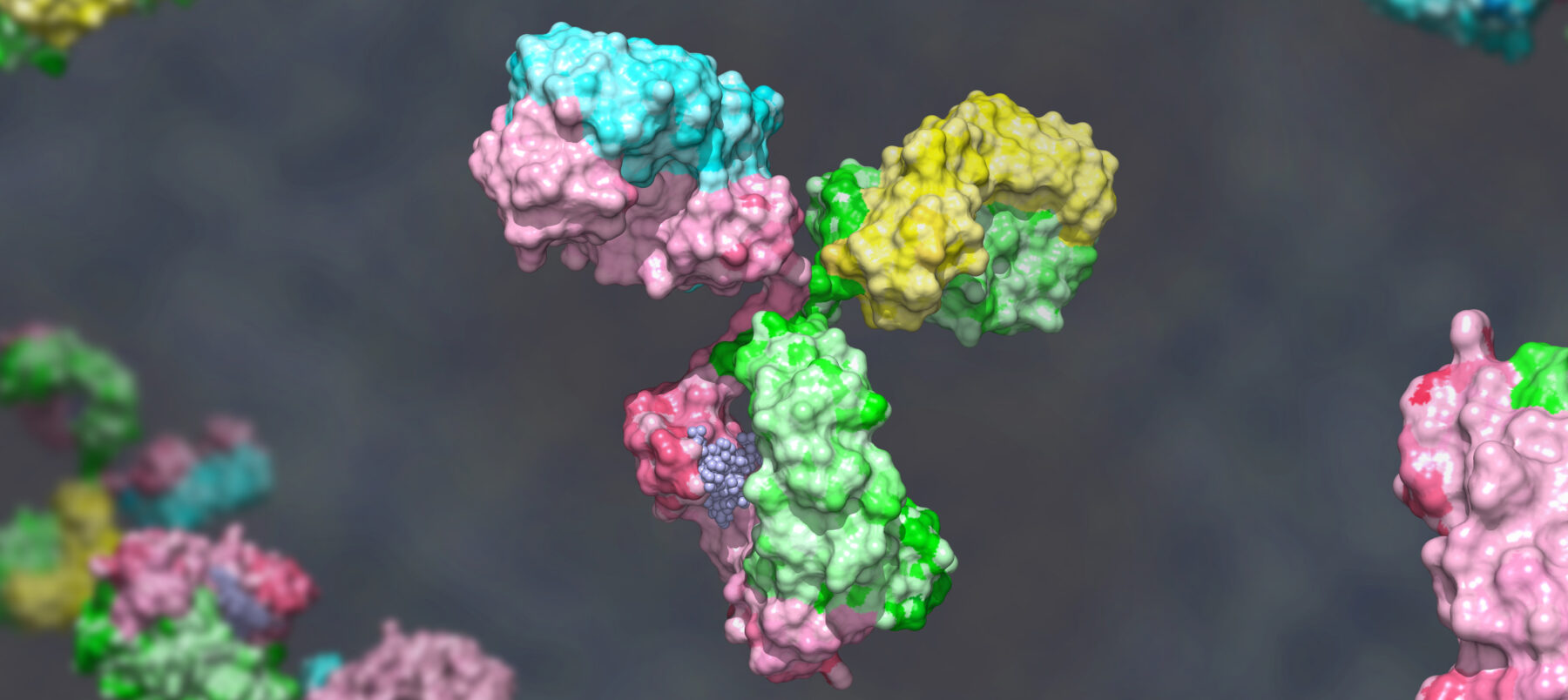Bispecific antibody colored heavy chain in green and pink, light chain blue and yellow against gray background; glycosylated bispecific immunoglobulin engineered to target different antigens 3d render