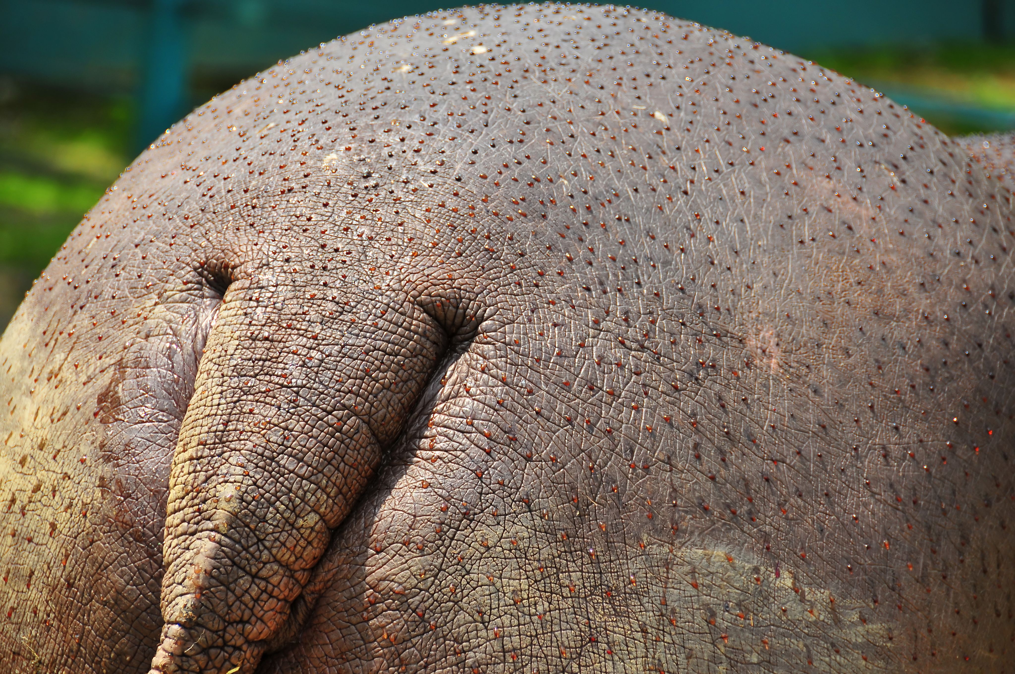 Red, UV-blocking sweat on the back of a hippopotamus. 