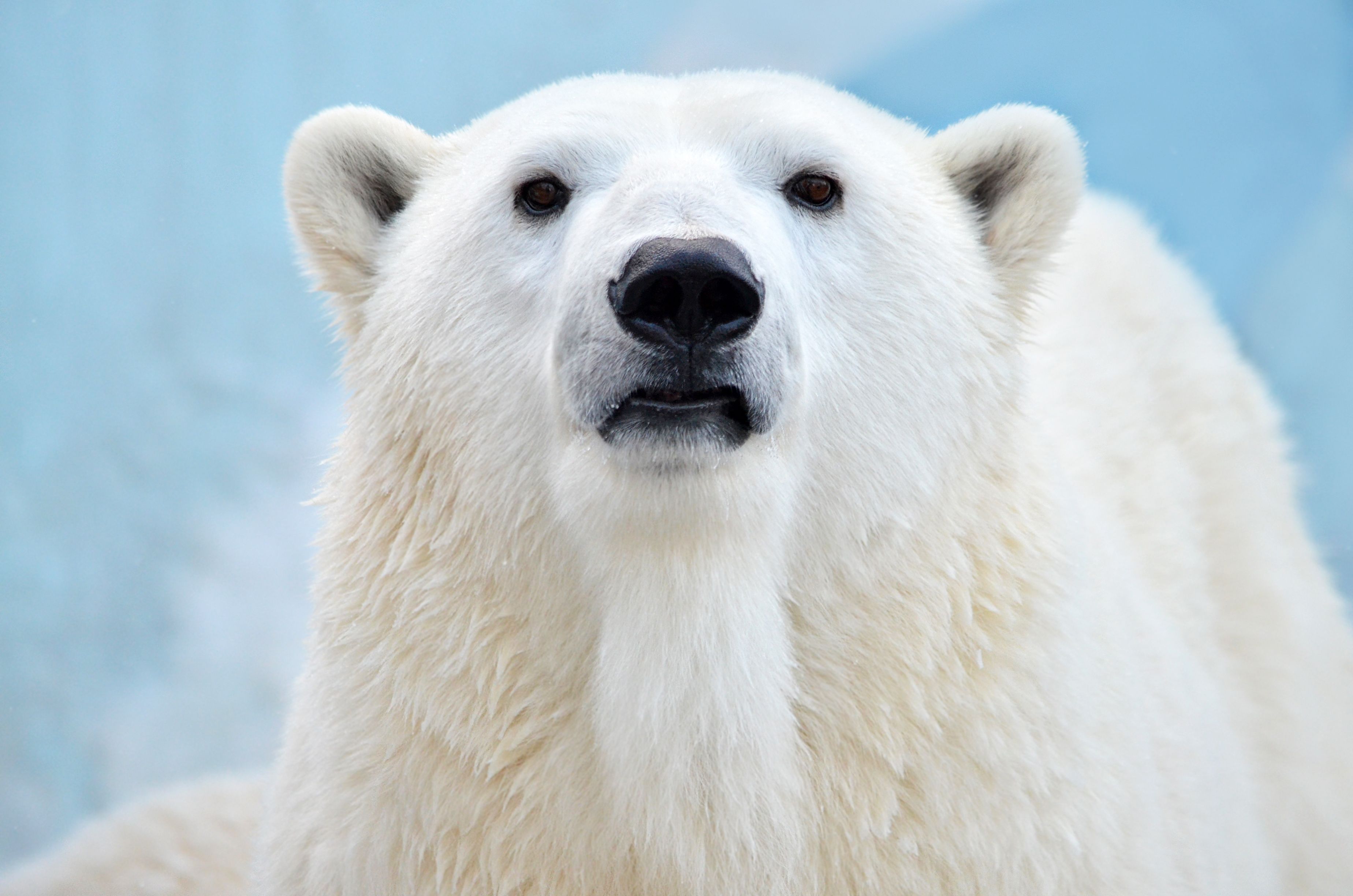 a polar bear looking straight at the camera. Its eyes are very dark..