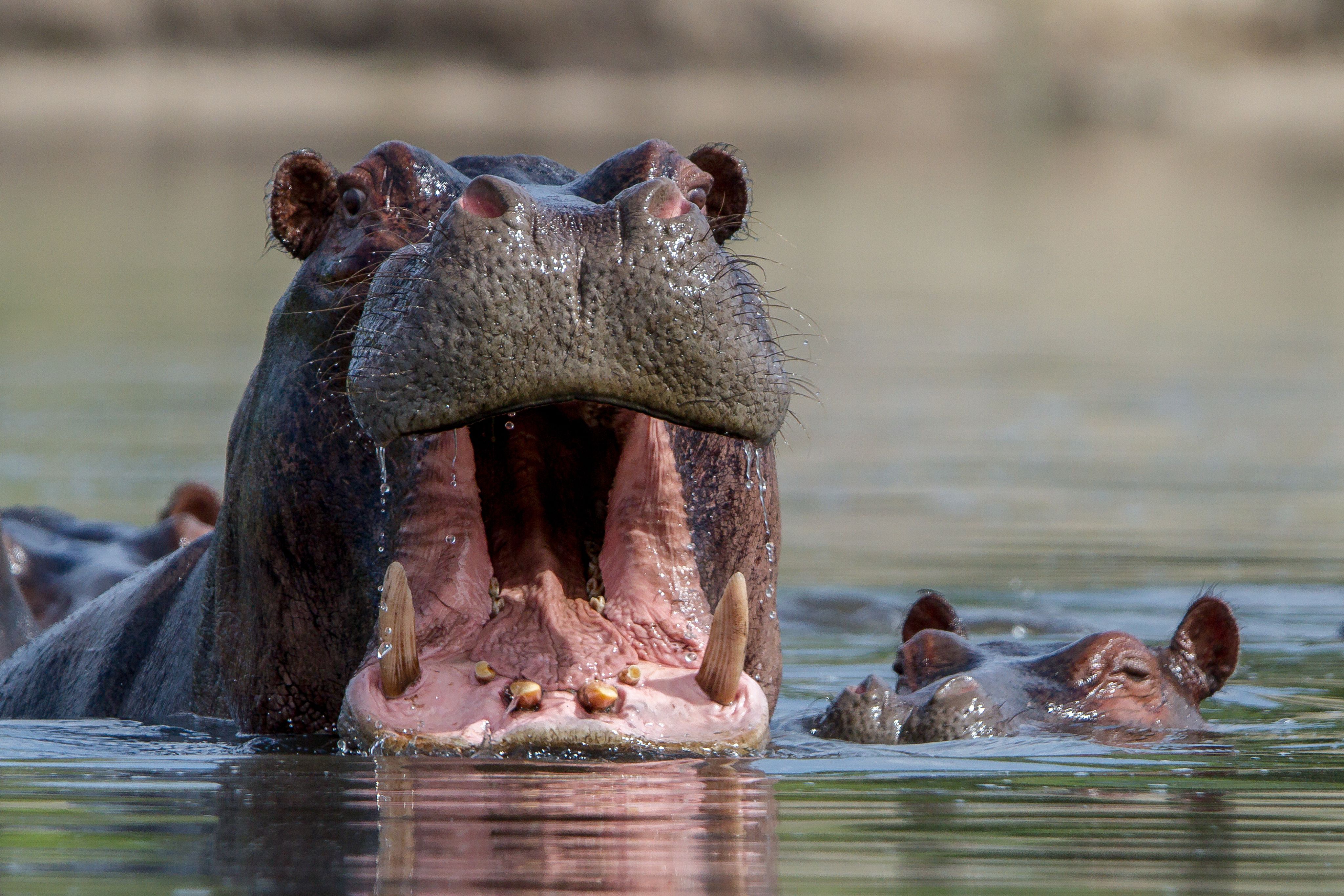 Two hippos in water. One is opening its mouth wide as if in shock.