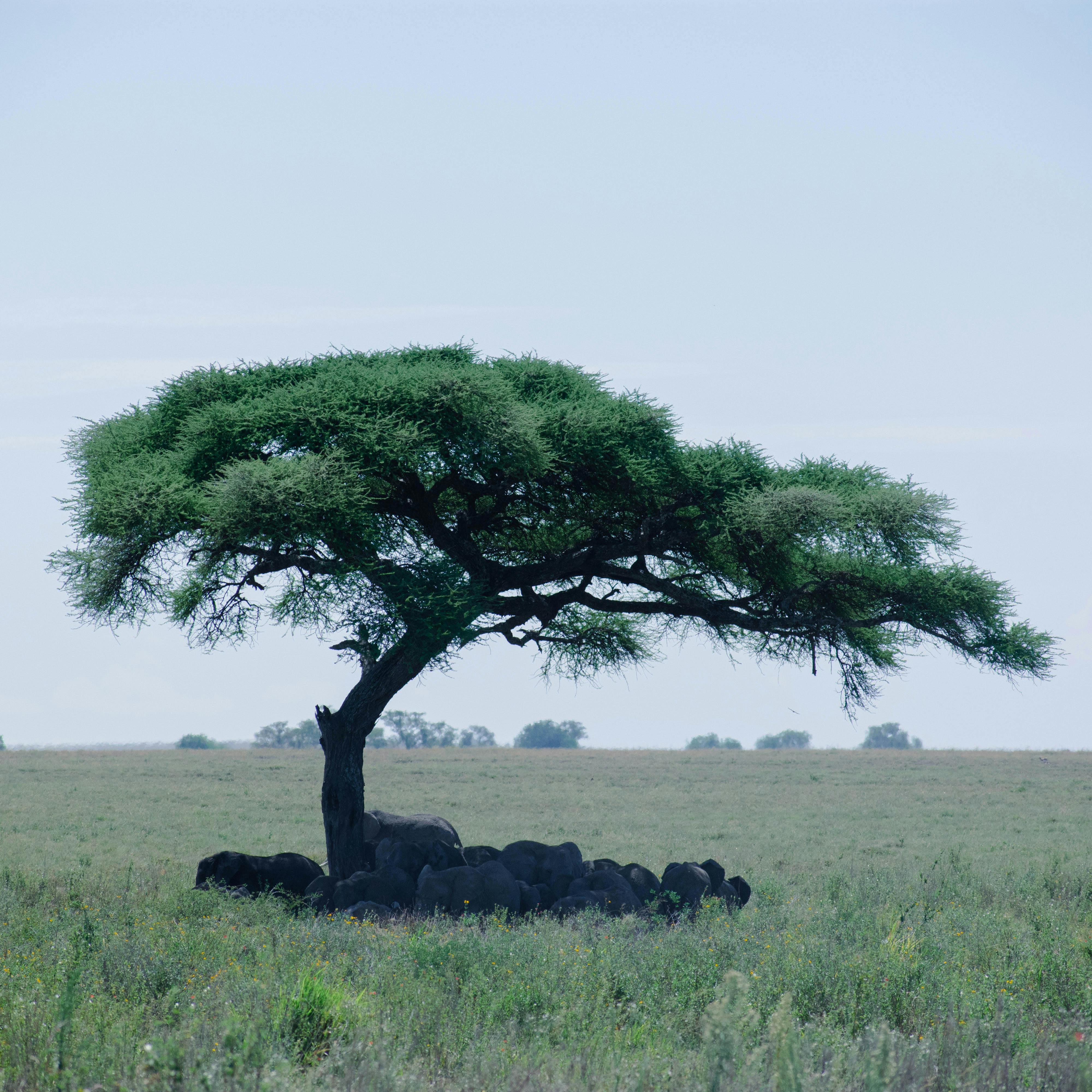 A group of elephants resting under the shade of a tree 
