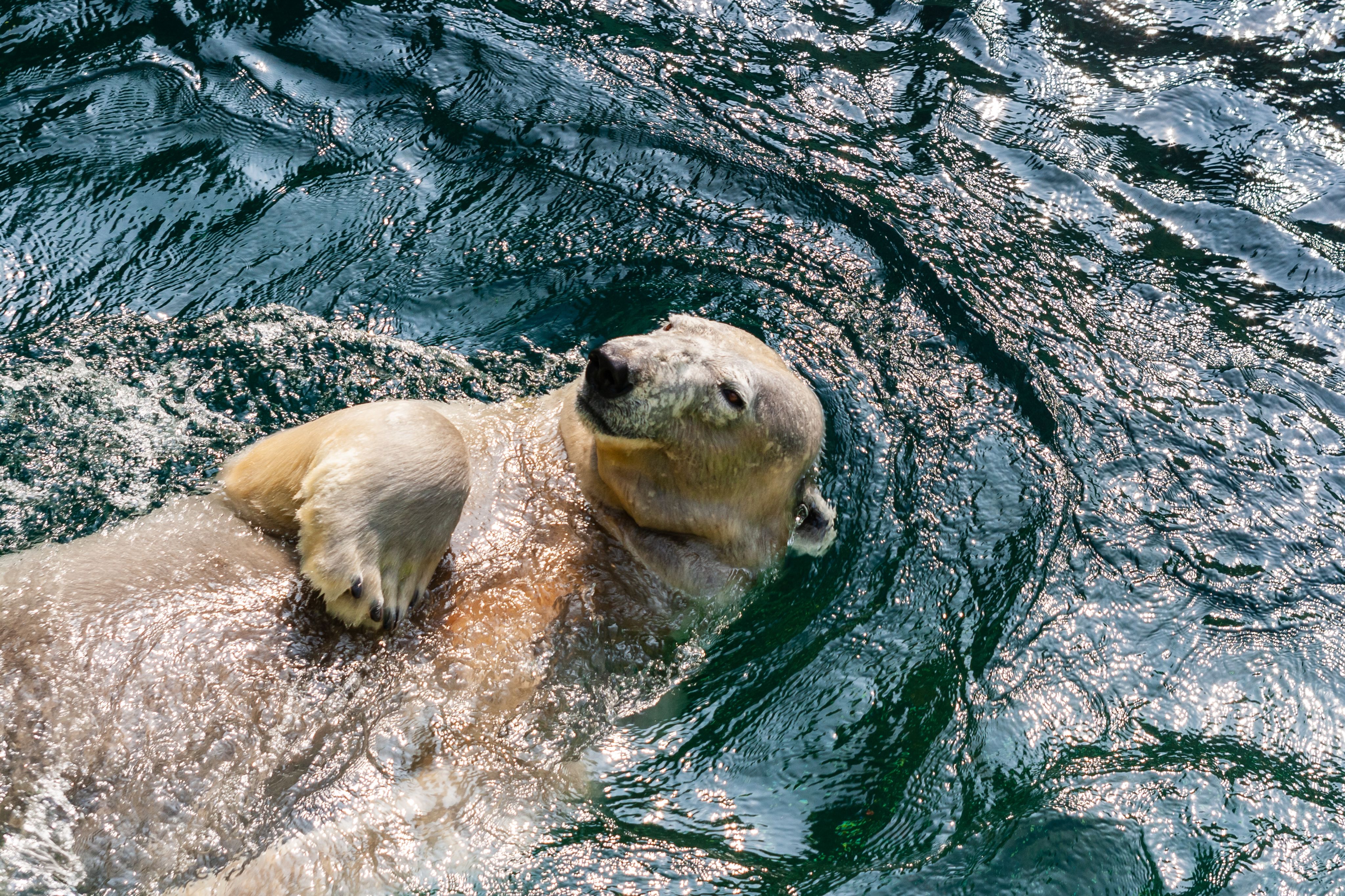 A polar bear swimming on its back in the sun 