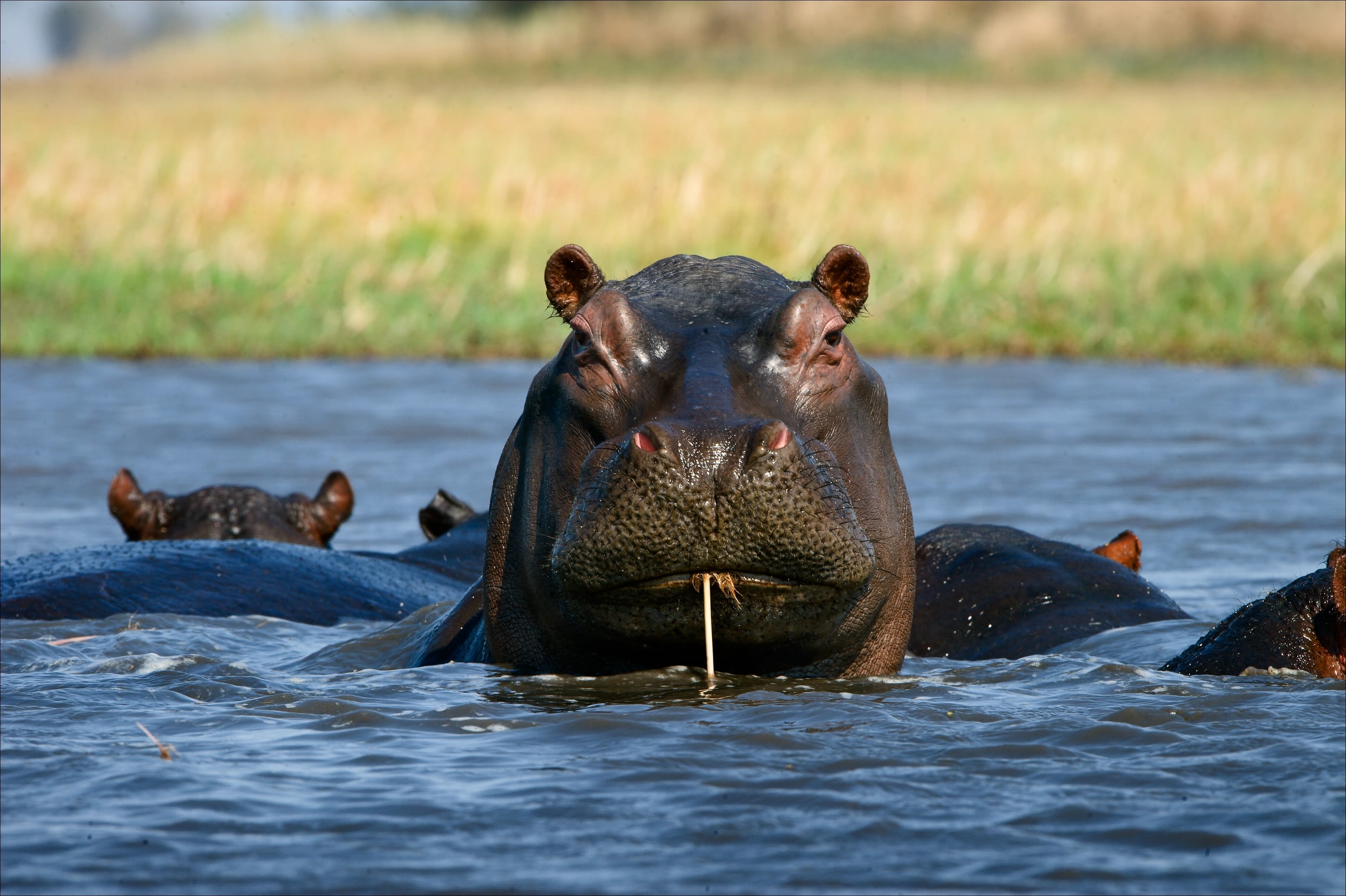 A hippo in a lake with a straw in its mouth. It looks like it is drinking the lake through the straw.