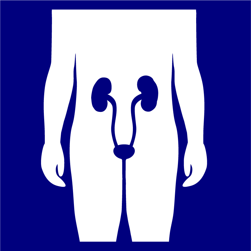An icon of kidneys and bladder