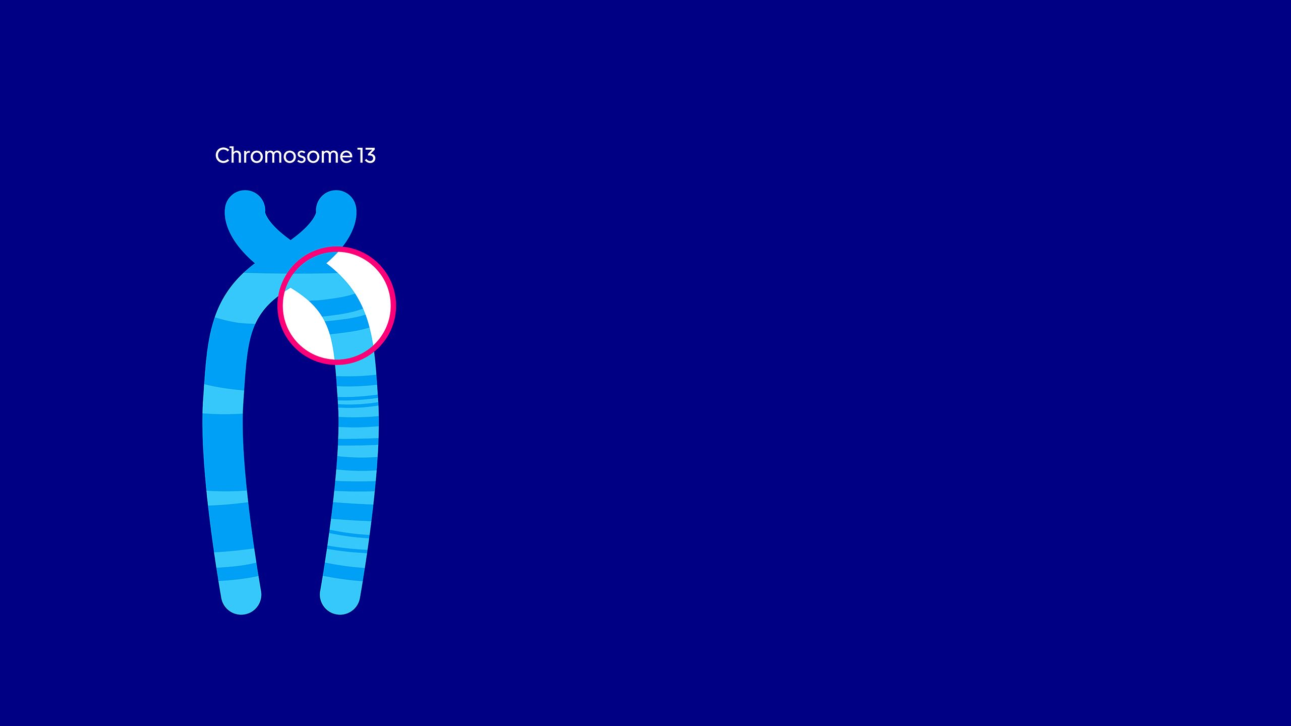 A diagram of chromosome 13 with a small area highlighted