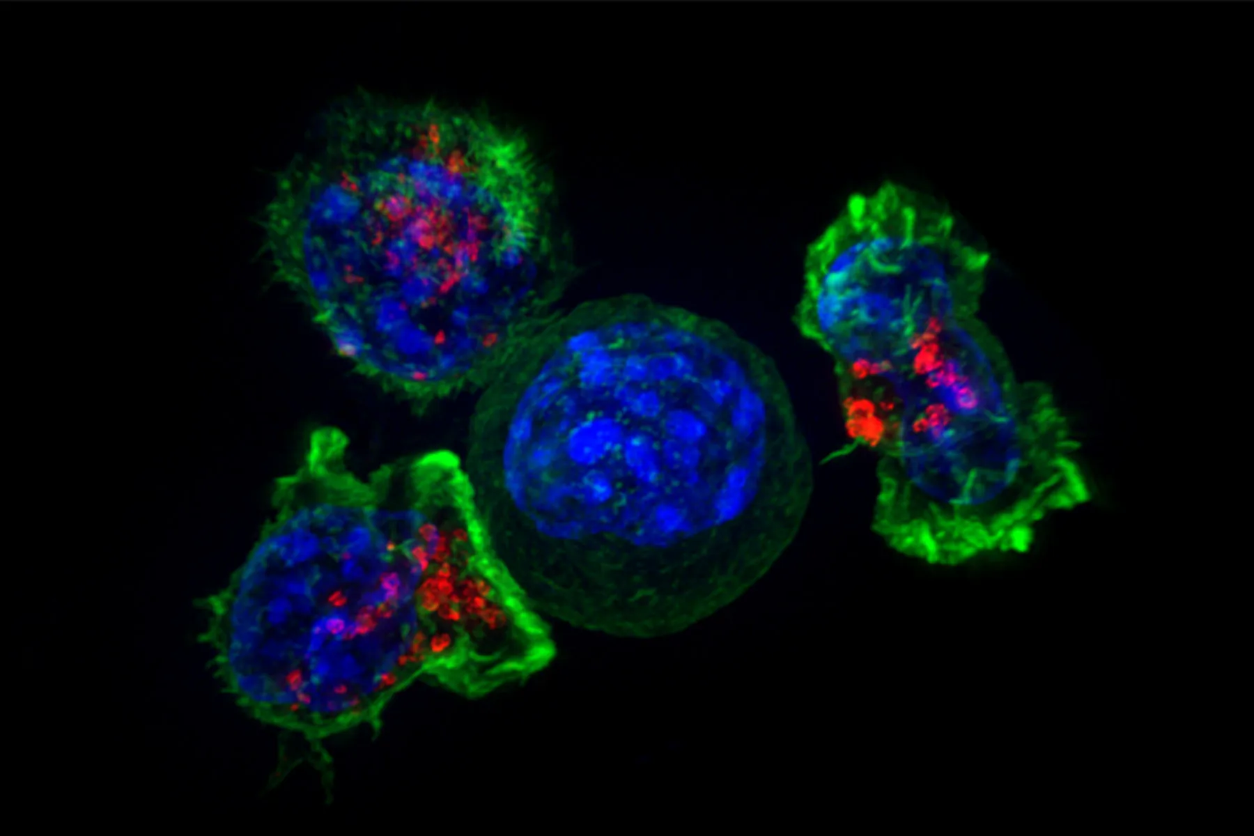 A group of killer T cells (green and red) surrounding a cancer cell (blue, center).