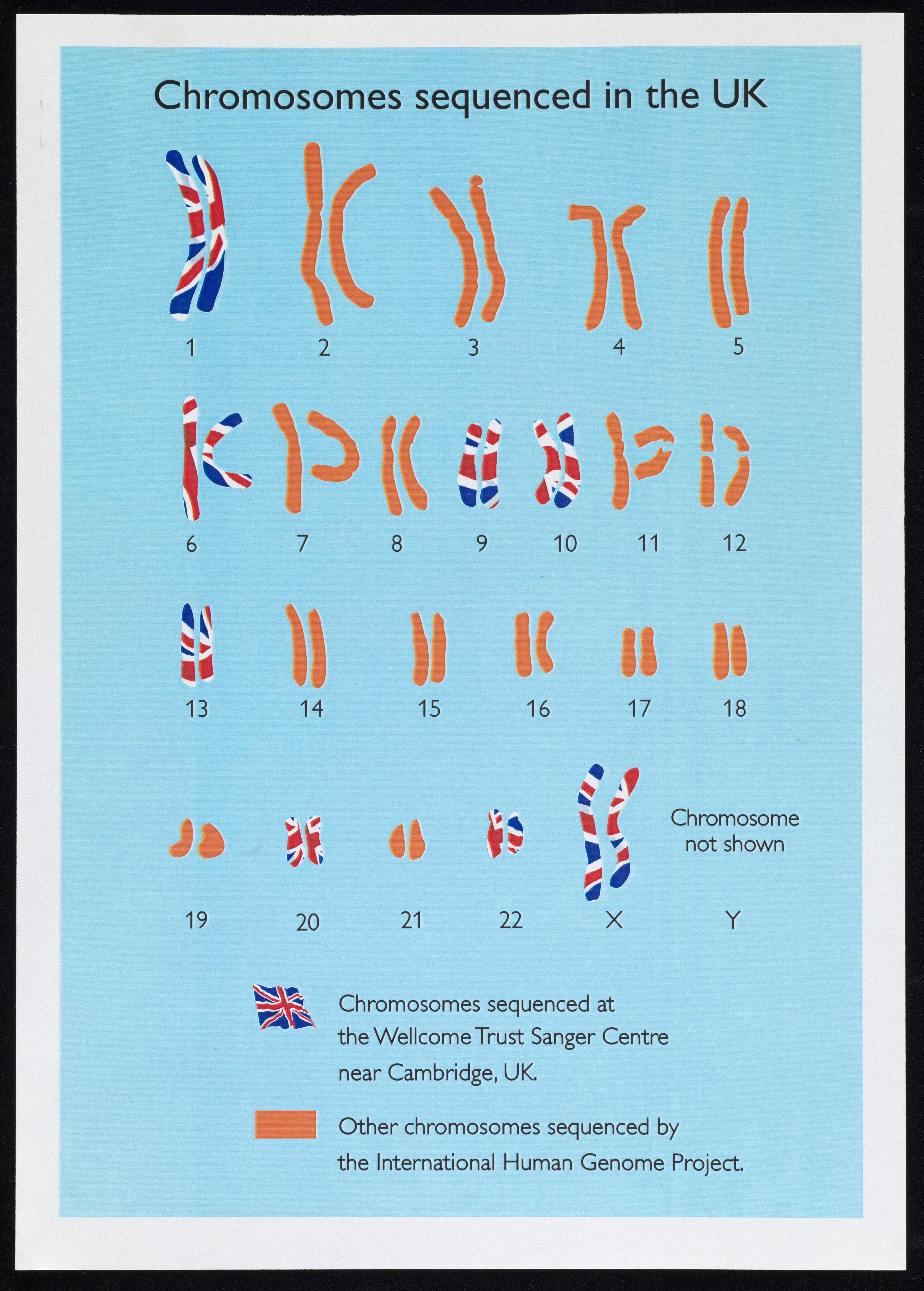 A blue poster entitled 'Chromosomes sequenced in the UK'. It shows the shapes of most human chromosomes, with the 8 sequenced in the UK coloured in with a Union Flag pattern.