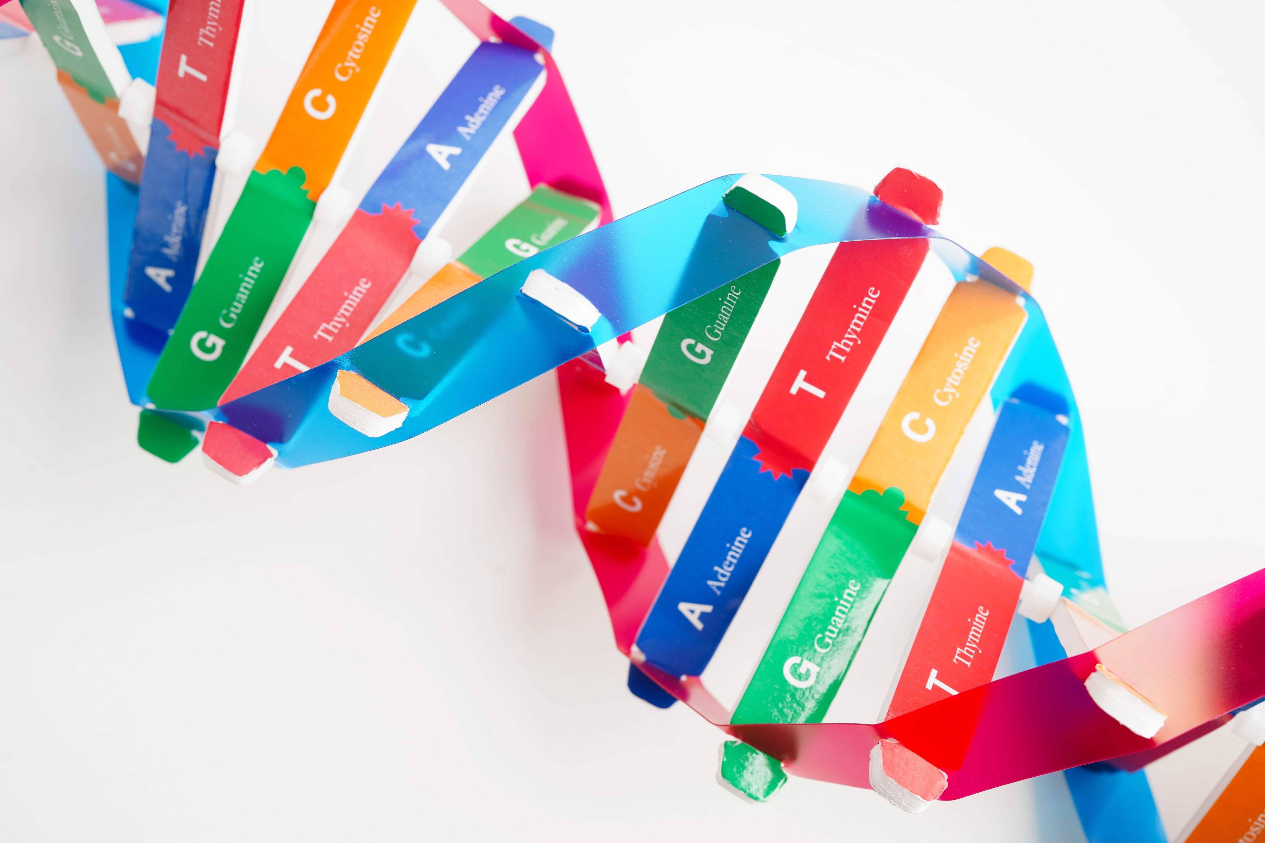 A handmade model of a DNA double helix showing how the four 'building blocks' of DNA (adenine (A), cytosine (C), guanine (G) and thymine (T)) fit together in specific pairings (A with T and C with G)