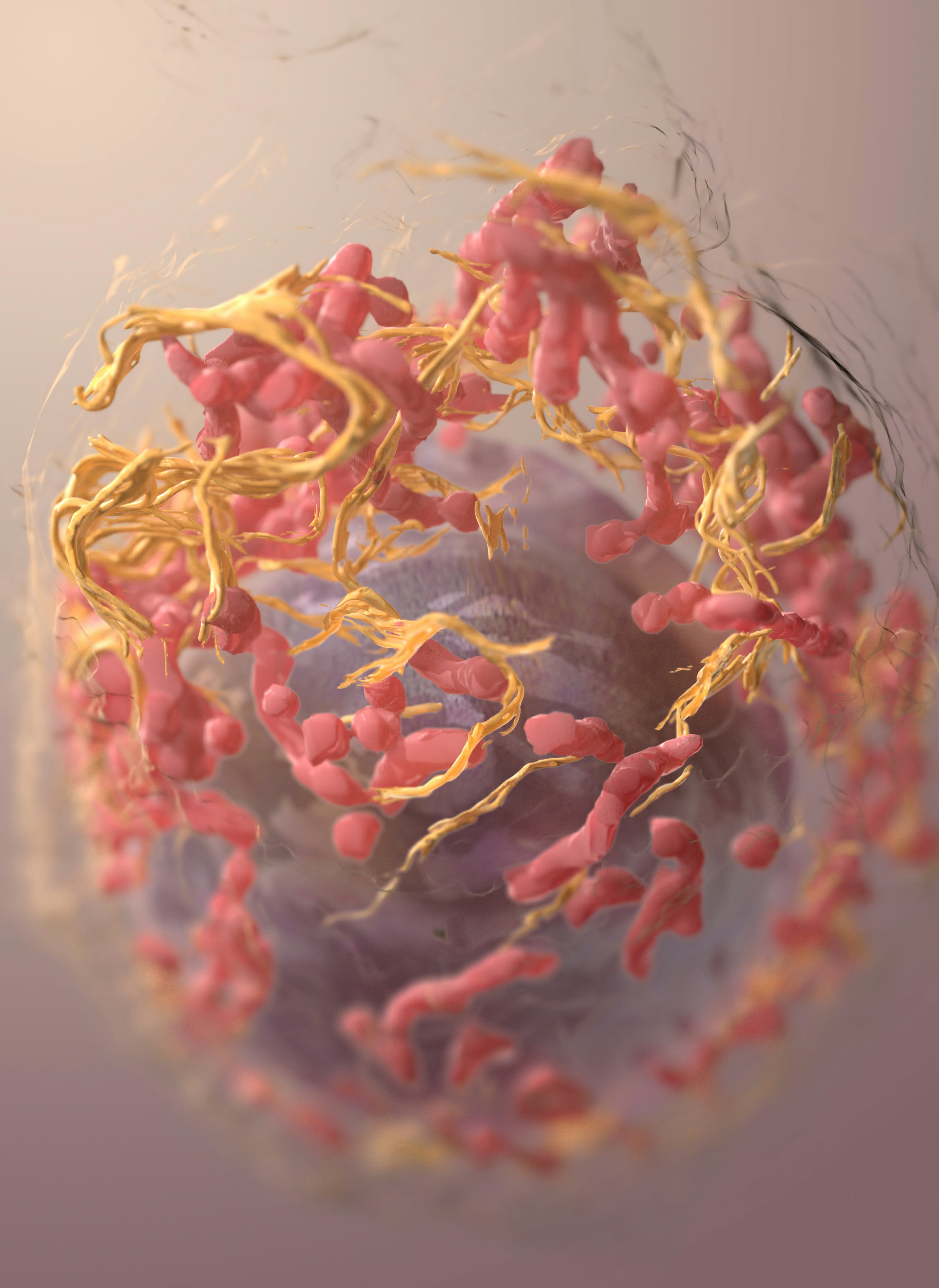 The 3D structure of a melanoma cell.