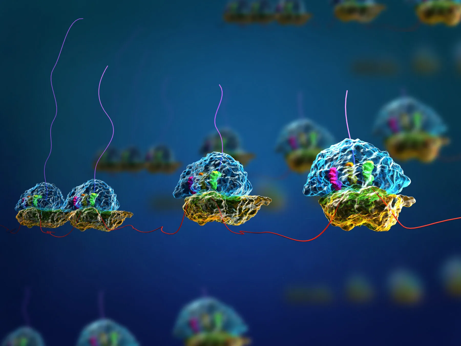 Ribosomes