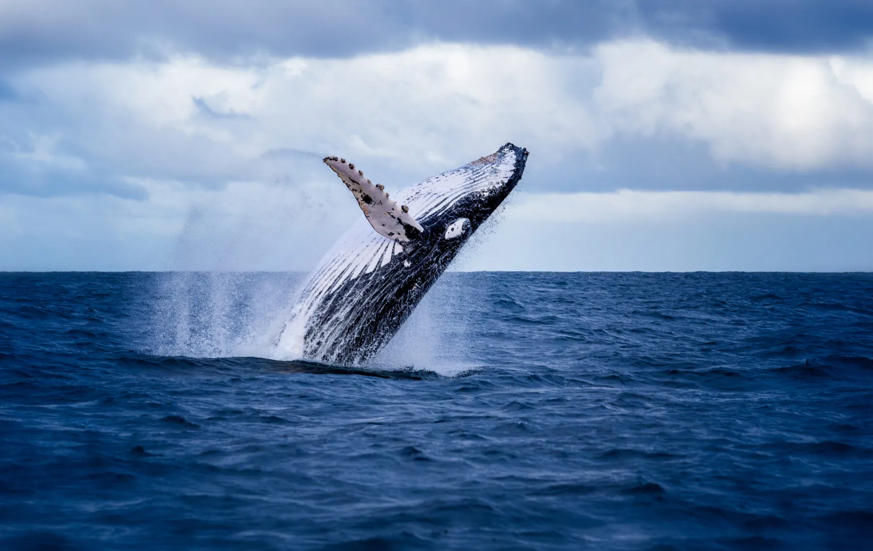 Whale