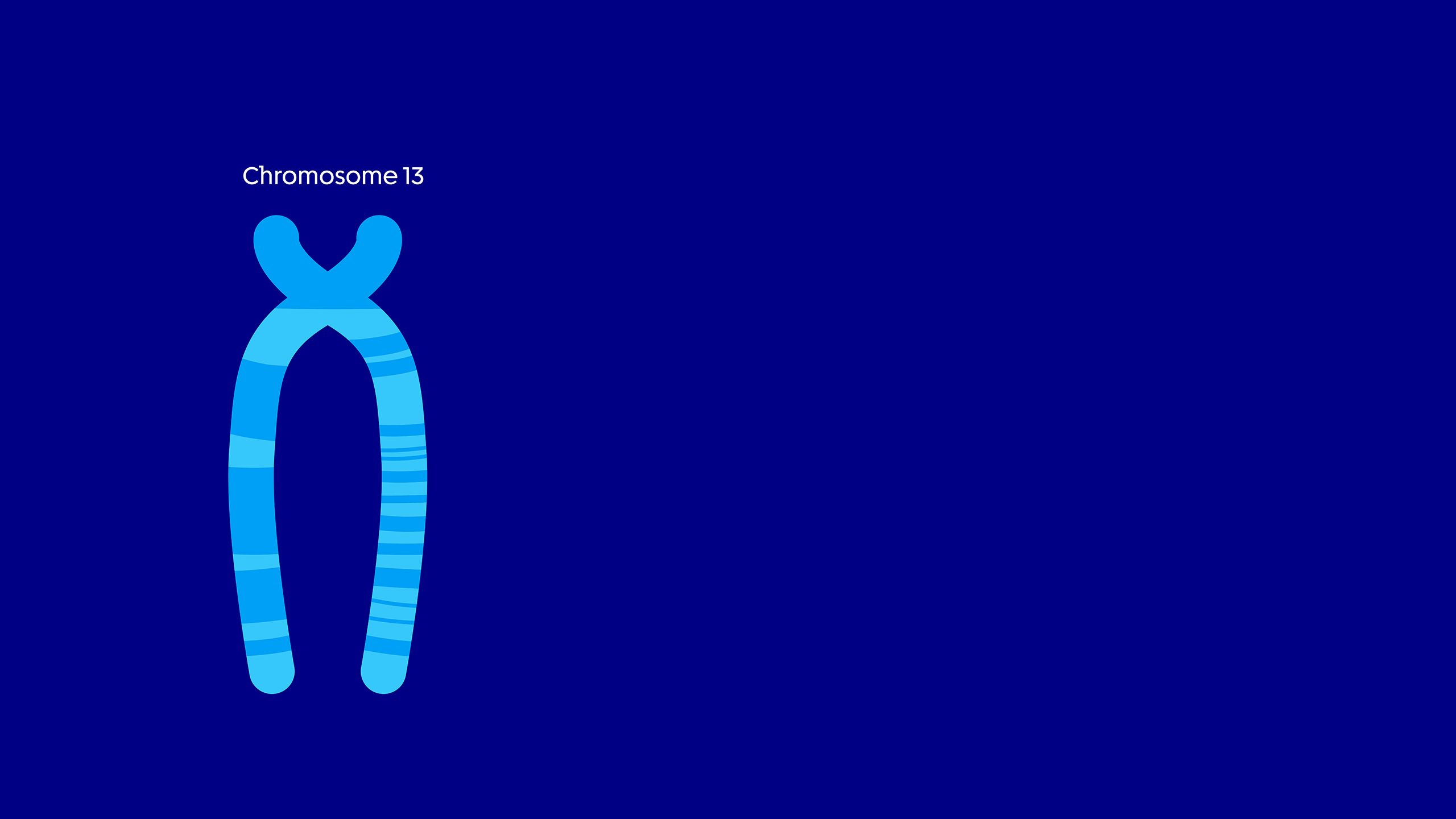 A diagram of chromosome 13