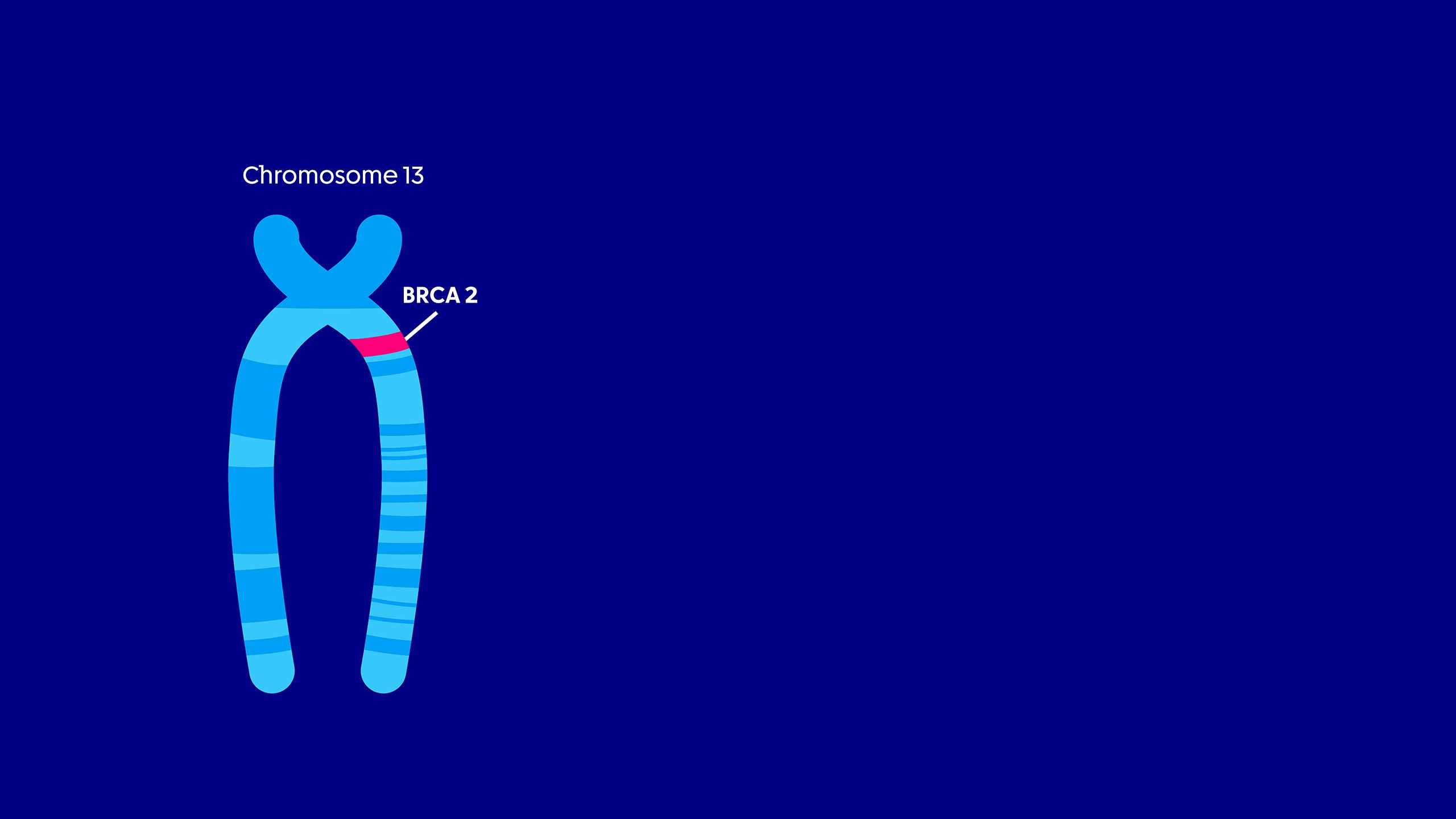 A diagram of chromosome 13 showing the location of BRCA2