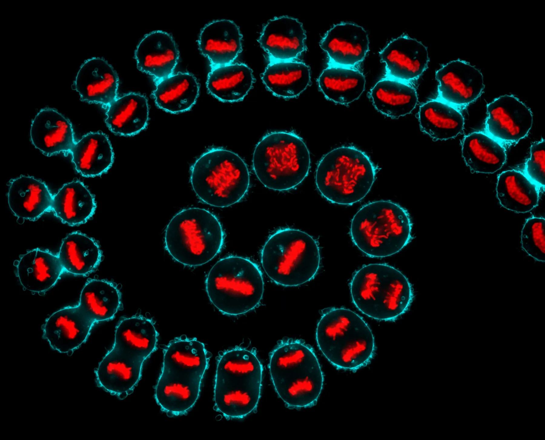A time-lapse image showing a dividing cell.