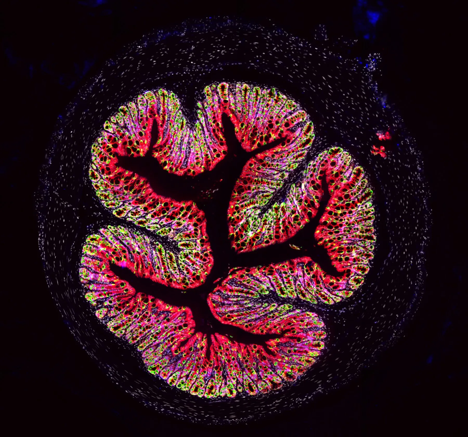 Colon epithelial cells