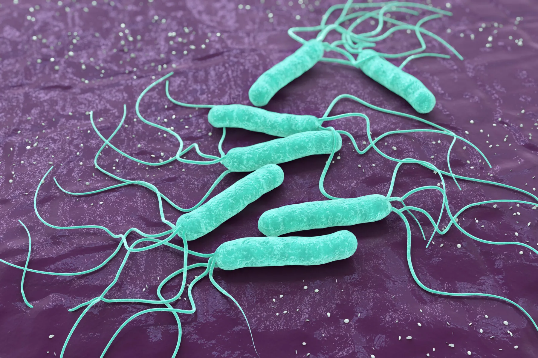 Helicobacter Pylori