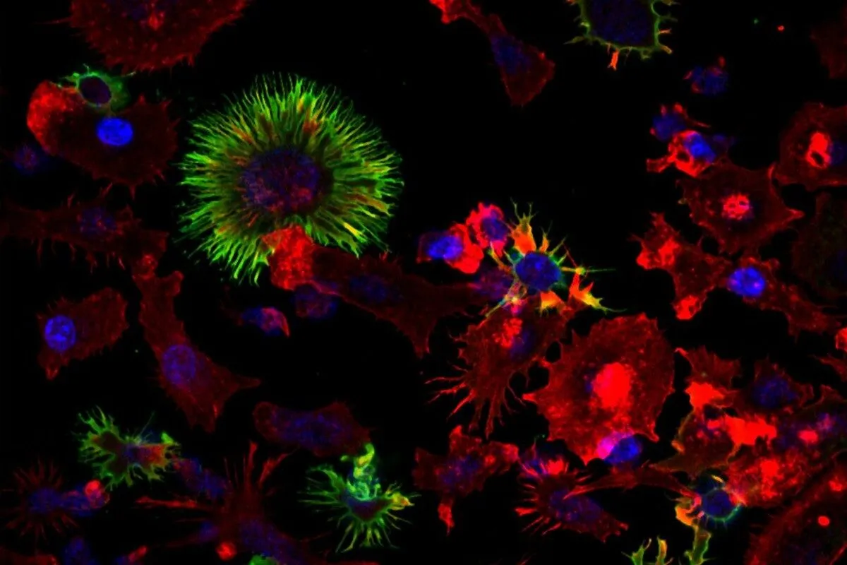 Microscopic image of green dendritic cells with blue and red cells against a black background.
