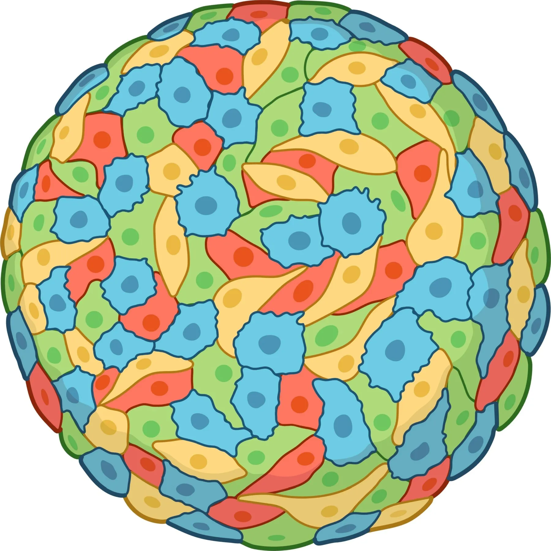 organoid